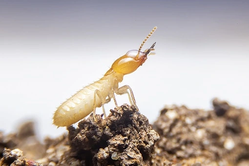 Termite/WDO Evaluation Hendersonville TN