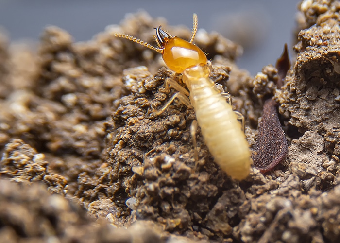 Include A Termite Inspection In Your Real Estate Transaction