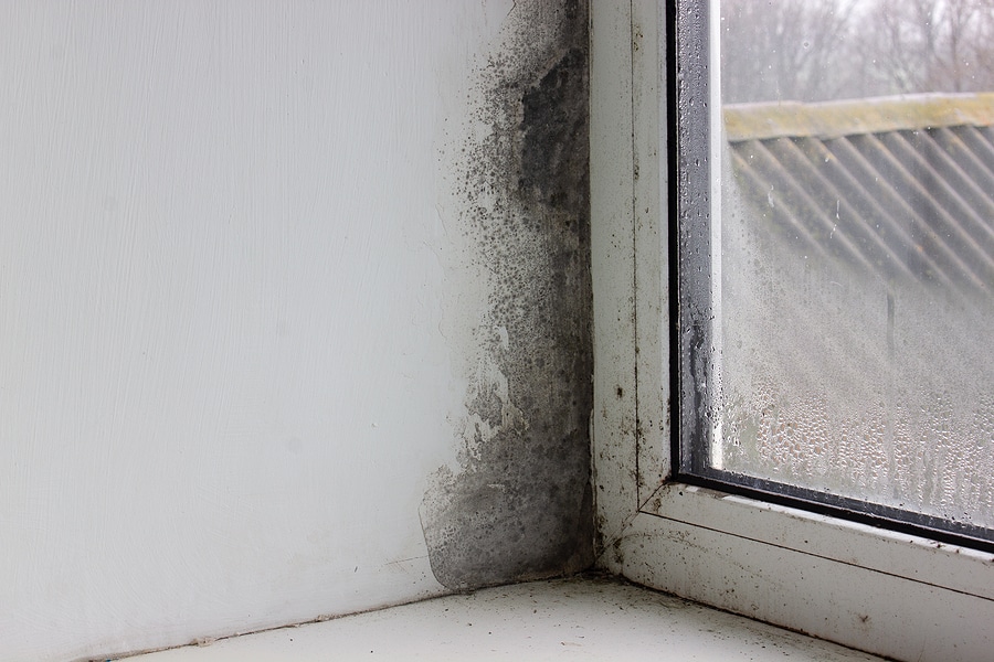 3 Key Signs of Mold in Your Tennessee Home